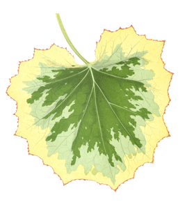 Tussilago Farfara Foliis