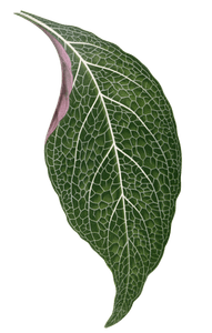 Adelaster Albivenis Vintage Leaf Illustrations