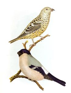 Two Barred Crossbill Loxia Leucoptera