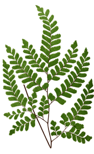 Adiantum Cunninghami Vintage Fern Illustrations