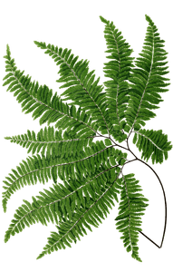 Adiantum Curvatum Vintage Fern Illustrations