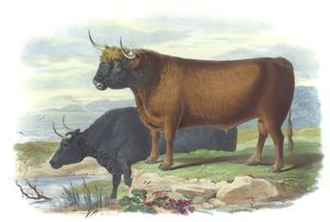 West Highland Breed Vintage Illustrations of Farm Animals Public Domain