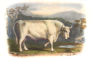 White Forest Breed2 Vintage Illustrations of Farm Animals Public Domain