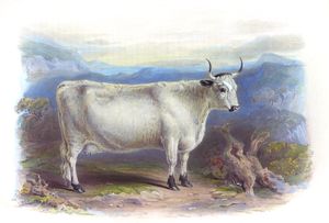 White Forest Breed Vintage Illustrations of Farm Animals Public Domain