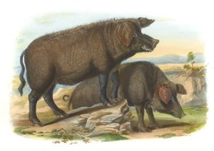 Wild Boar and Sow Vintage Illustrations of Farm Animals Public Domain