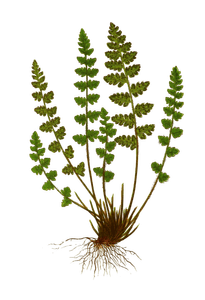 Woodsia Hyperborea Vintage Fern Illustrations