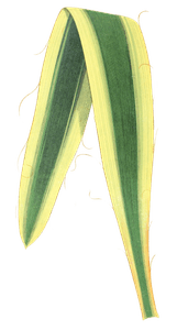 Yucca Filamentosa Variegata