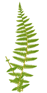 Woodsia Mollis Vintage Fern Illustrations