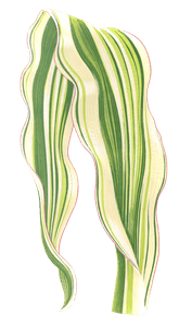 Zea Japonica Vintage Leaf Illustrations