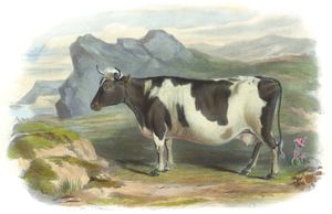Zetland Breed Vintage Illustrations of Farm Animals Public Domain
