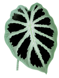 Alocasia Jenningsii Vintage Leaf Illustrations