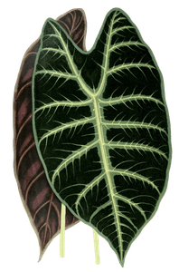 Alocasia Lowii Vintage Leaf Illustrations