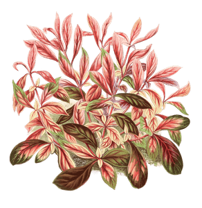 Alternanthera Sessilis Vintage Leaf Illustrations
